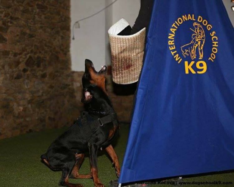 Dobermann - excellent puppies