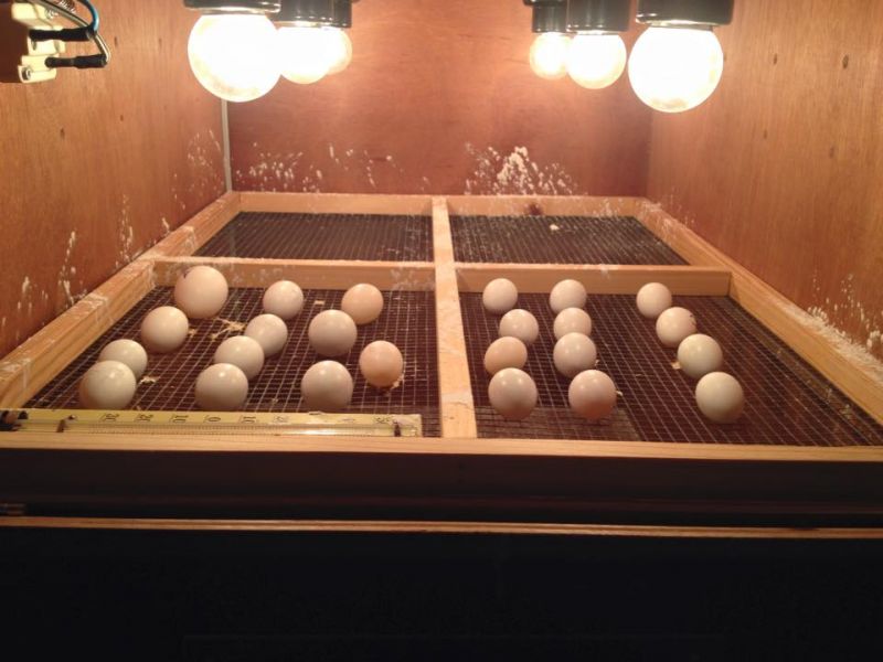 Hand fed, tamed, trained babies and adults parrots and fertilized eggs for sale