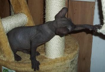 HAIRLESS Don Sphynx & Peterbald KITTENS