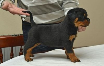 Cute Rottweillers Puppies Available