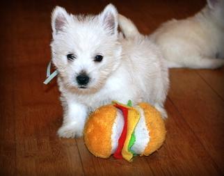 White West highland Terrier puppies for all 