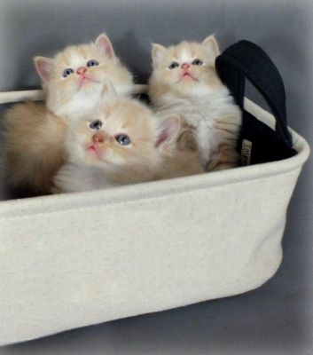 Gorgeous Fluffy Cream Ragdoll/Persian Kittens.