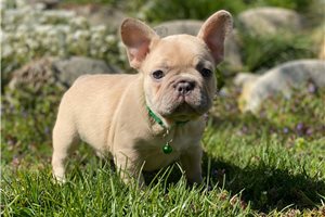 French bulldog