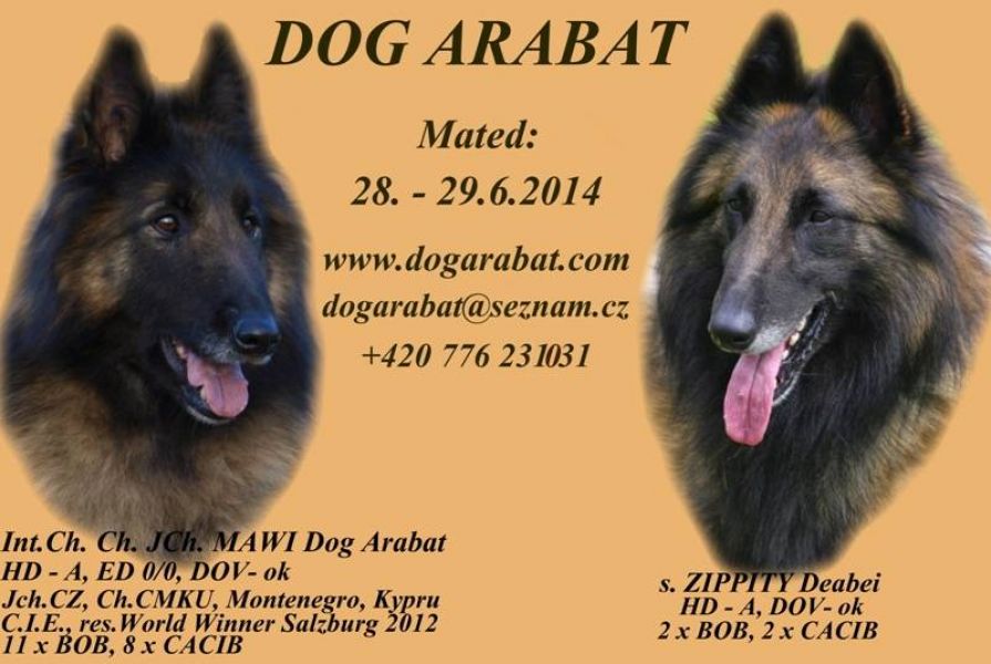 Belgian Shepherd Tervuren puppy litters Q + R