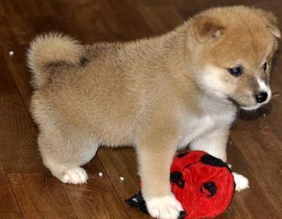 Playful Shiba Inu Puppies Now Ready