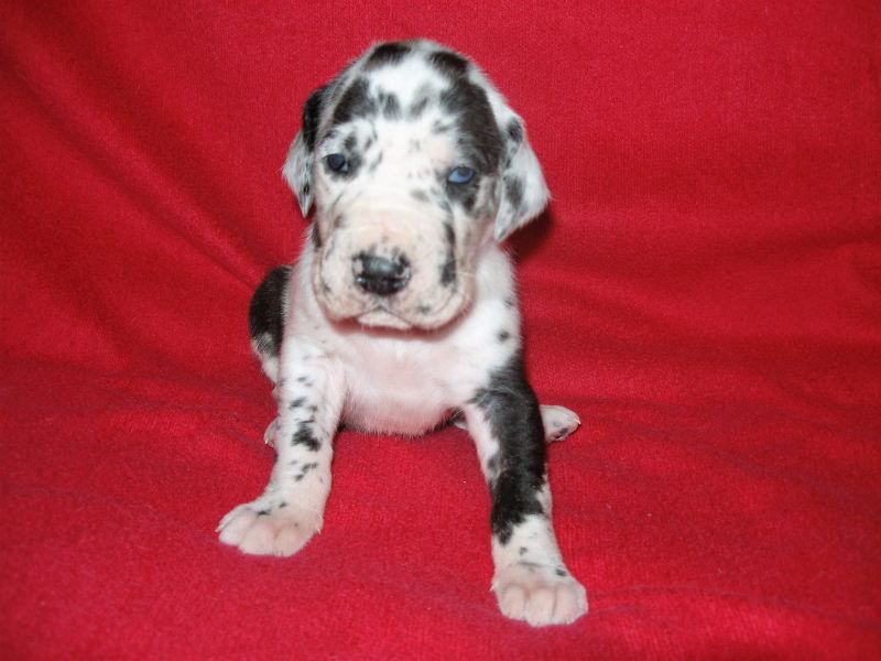 Great Dane black, harlequin, merle