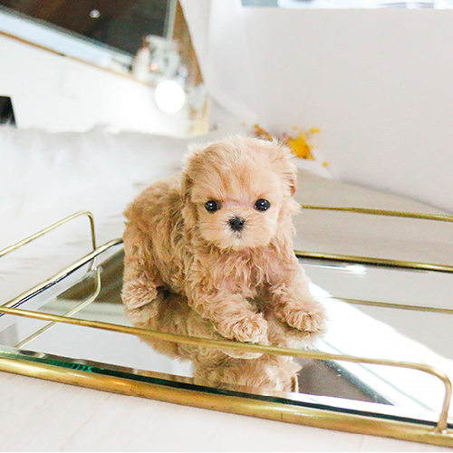 Sweet Toy Poodle puppies for adoption