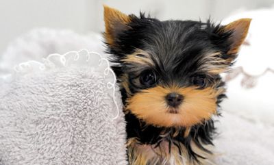 Little tiny Teacup Yorkshire terrier puppies 