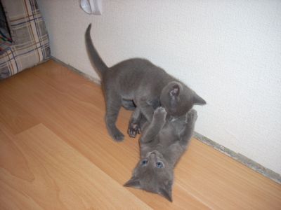 Russian Blue Kittens Male and female