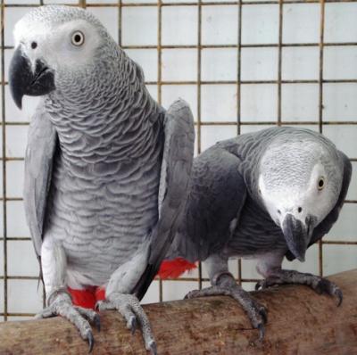 Talking Pair Of African Grey for adoption pstutz01@live.com,