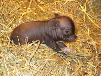 Micro Mini Pigs
