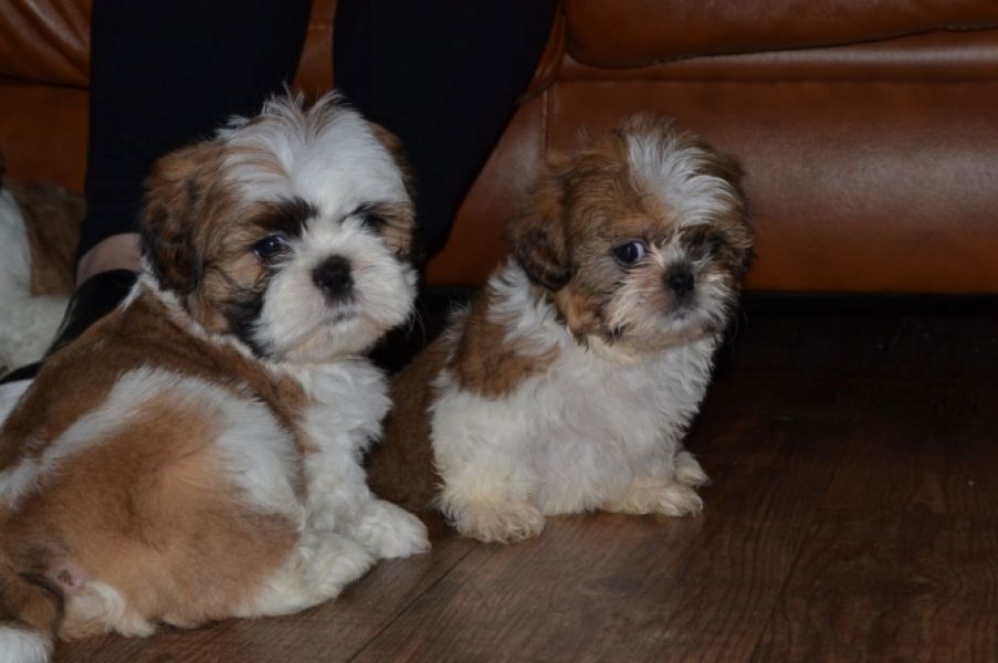 Male and female Shih Tzu puppies available for adoption.
