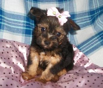 Gorgeous Yorkshire terrier pups for sale, 10 weeks