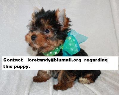 Tea cup yorkies for good homes