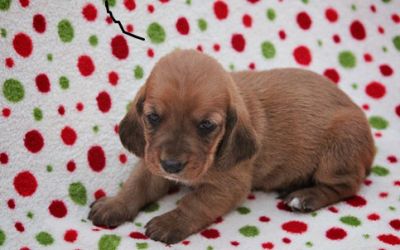 Nice Basset Hound Puppies For Sale