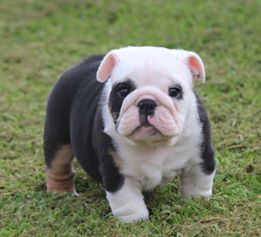 Lovely English Bulldog Puppies for sale