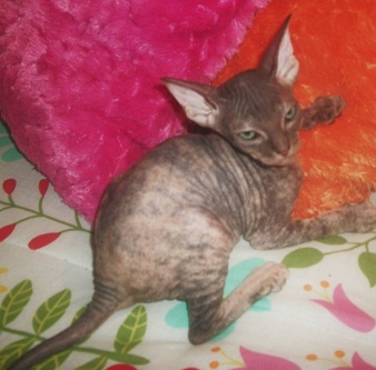 HAIRLESS Don Sphynx & Peterbald KITTENS