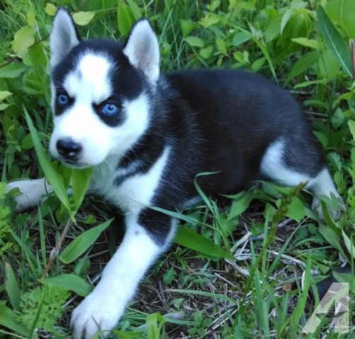 Blue Eyes Siberian Husky Puppies