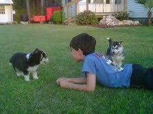 cute and lovely siberian husky puppies for adoption...