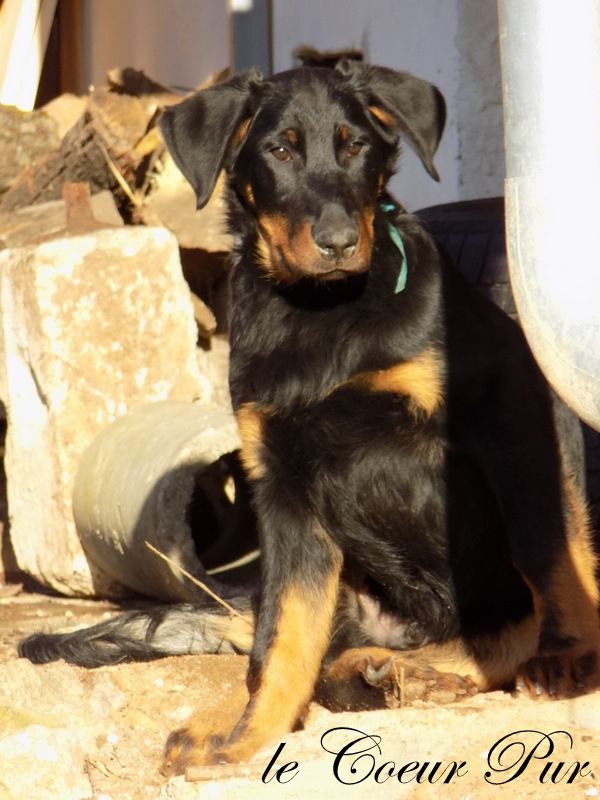 Beauceron puppy for sale