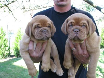 Dogue de Bordeaux TOP quality puppies