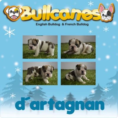 The best bulldog puppies for christmas!!!! for sale BULLCANES
