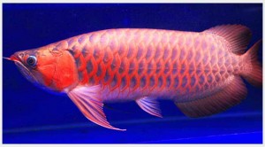 Top Quality super red arowanas fish and many others fish for sale