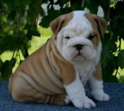 Cute and adorable English Bulldog puppies available text at (406) 476-7783