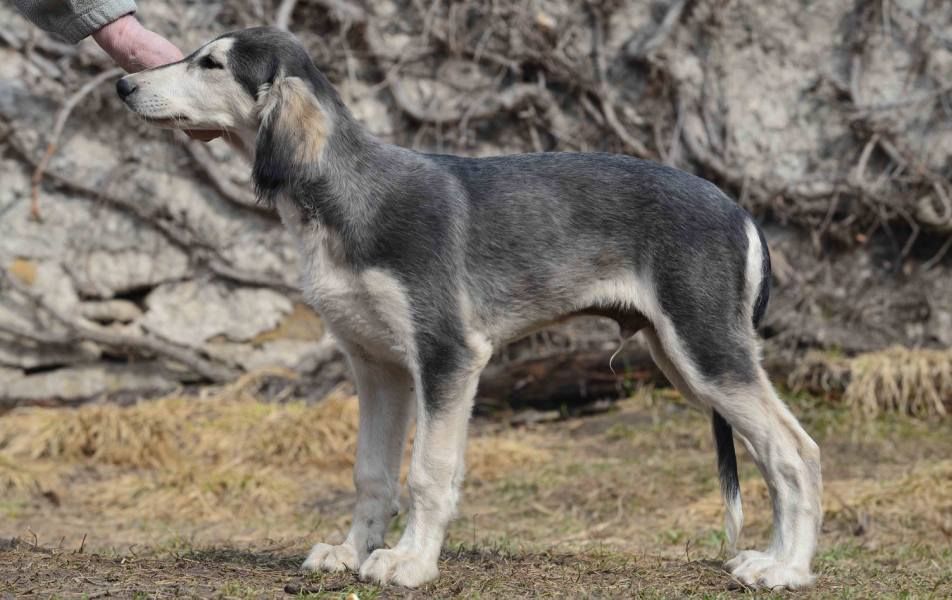Saluki puppies for sale