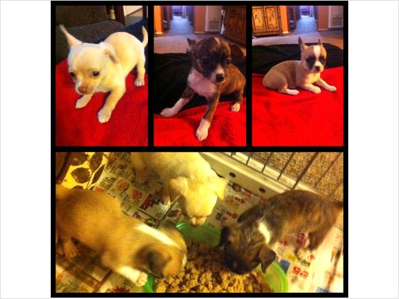 Lovely teacup Chihuahua puppies 