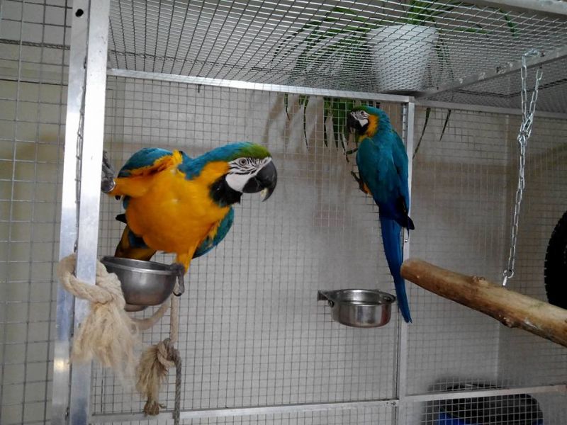 Hand fed, tamed, trained babies and adults parrots and fertilized eggs for sale.