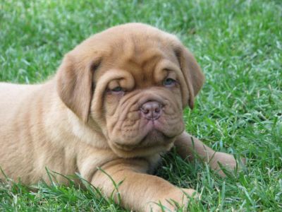 Dogue de Bordeaux TOP quality puppies