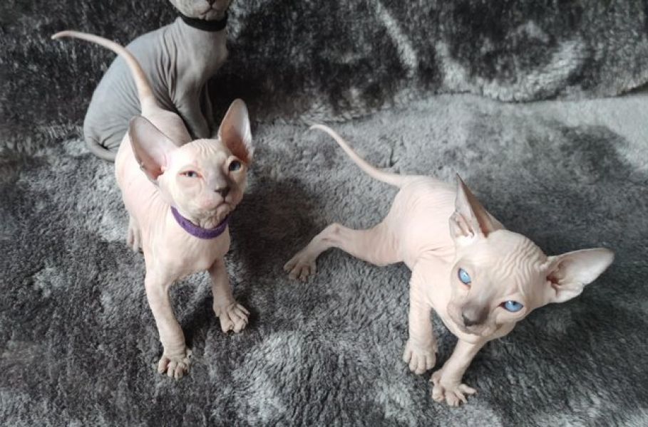 Beautiful Canadian Sphynx kittens