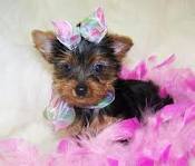 WOW !!Gorgeous & Adorable Yorkie Puppies For Adoption!!