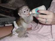 Lovely Capuchin monkeys for lovely homes