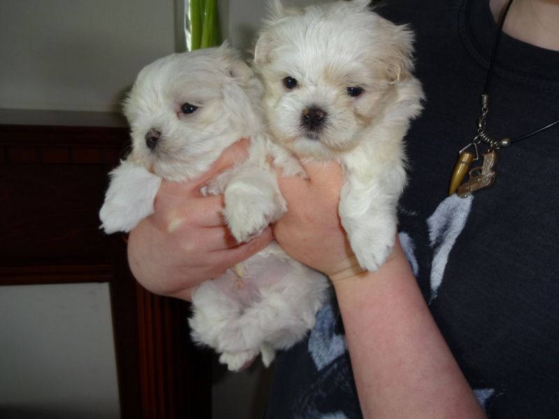 Quality registered Maltese puppies for adoption 