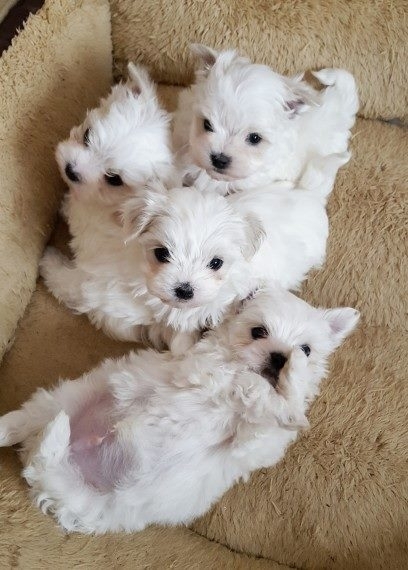 Very Cute  MicroTeacup Maltese  Puppies males and females for sale