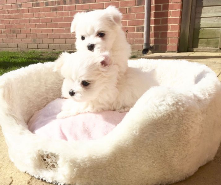 Playful Maltese puppies for sale into a lovely home