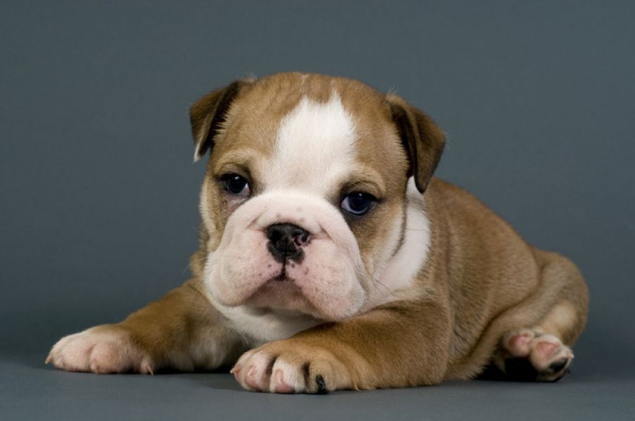 Two Cute English Bulldog Puppies for Free Adoption