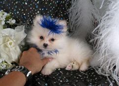 CUTE AND LOVELY POMERANIAN PUPPIES FOR ADOPTION