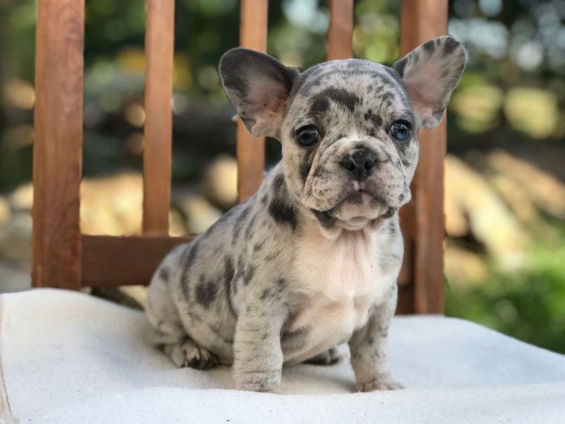Merle French Bulldogs