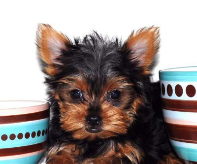 Amazing teacup yorkie puppies for free adoption...