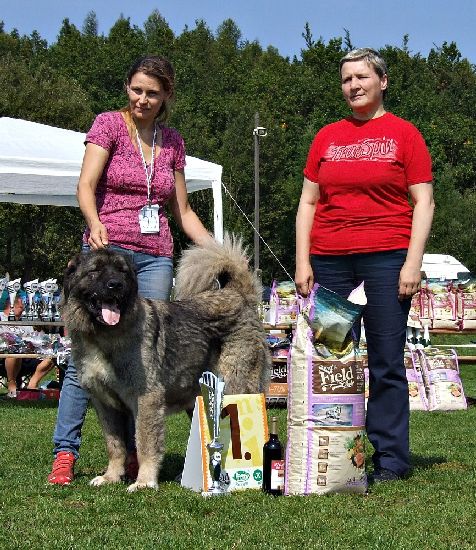 Caucasian Shepherd dog - pupps FCI pedigree