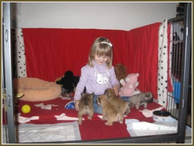 Charming French Bulldog pups, male only