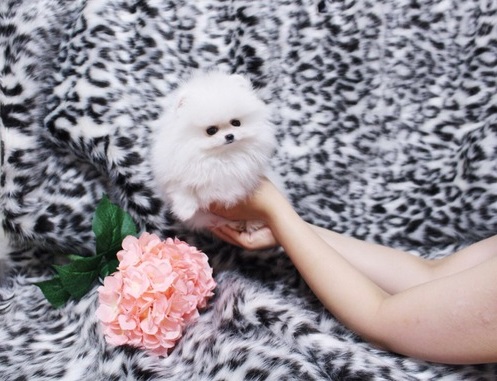 Micro Teacup Platinum Quality White Pom! (813) 279-8272