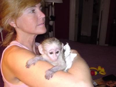 male and female capuchin monkeys for adoption