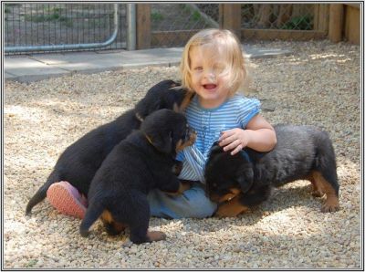 Outstanding Rotweiller puppies for sale