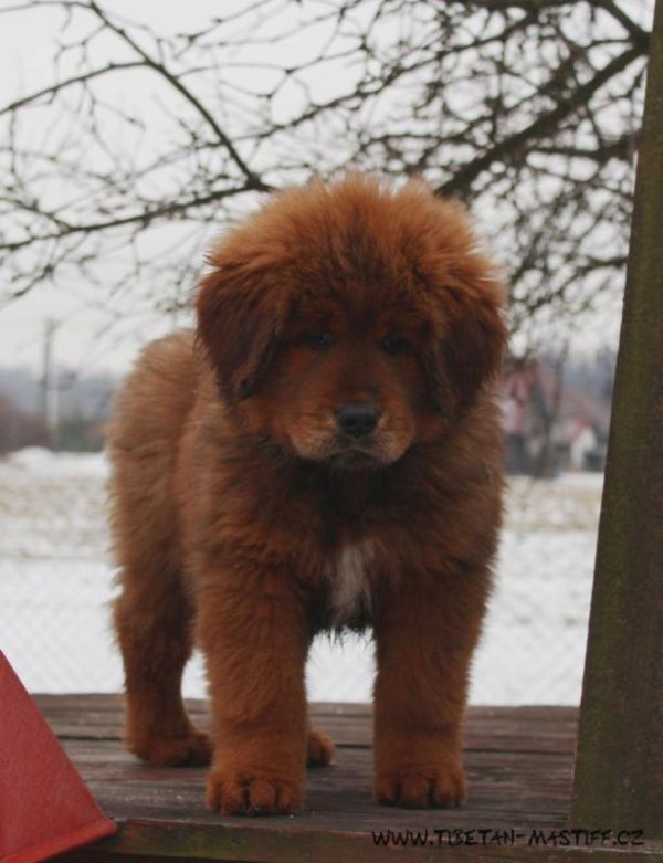 Tibetan mastiff red puppies