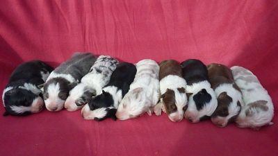 Border Collie puppies with pedigree FCI