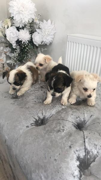 4 chihuahua boy puppies